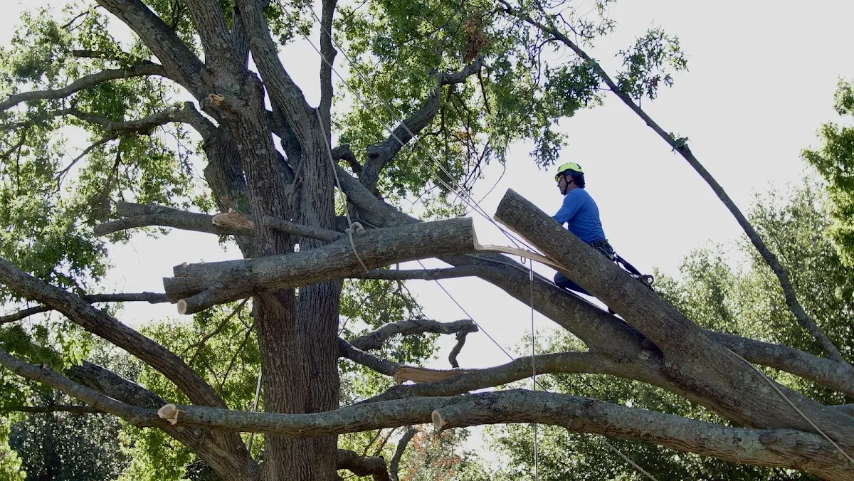 Professional Crown Thinning performed by certified arborists in Trion