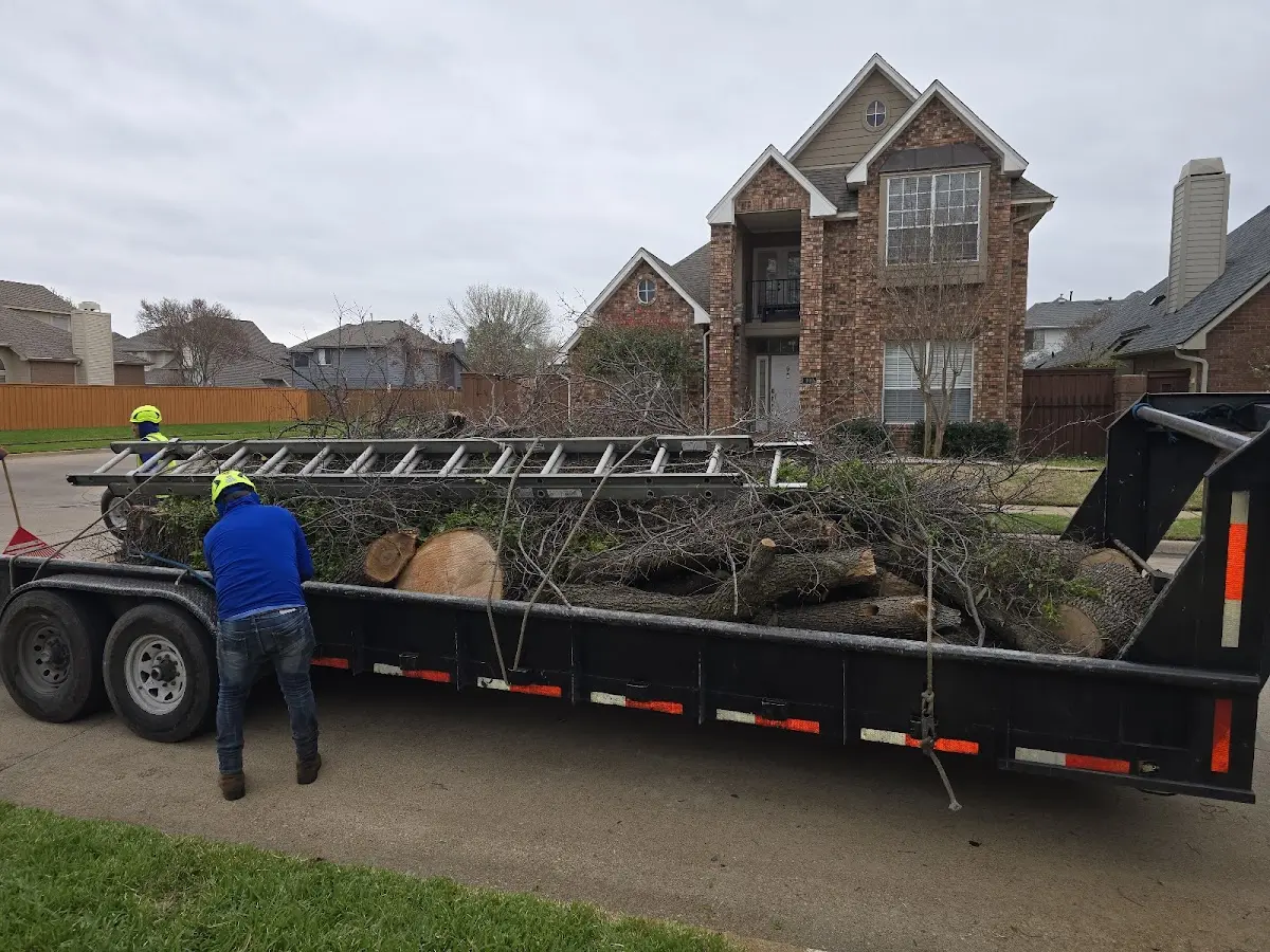 Expert Tree Pest Control with proper safety equipment in Trion